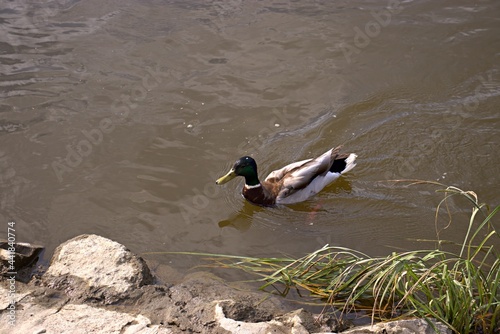 A floating duck