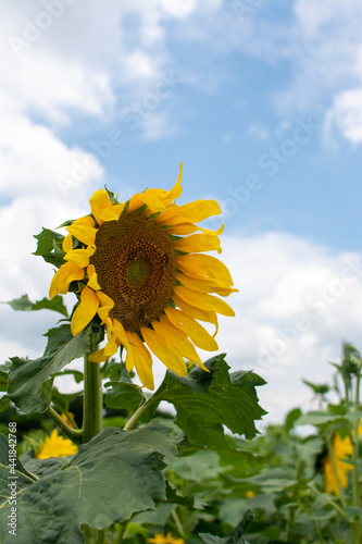 sunflower on the field
