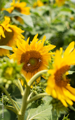 sunflower in the garden