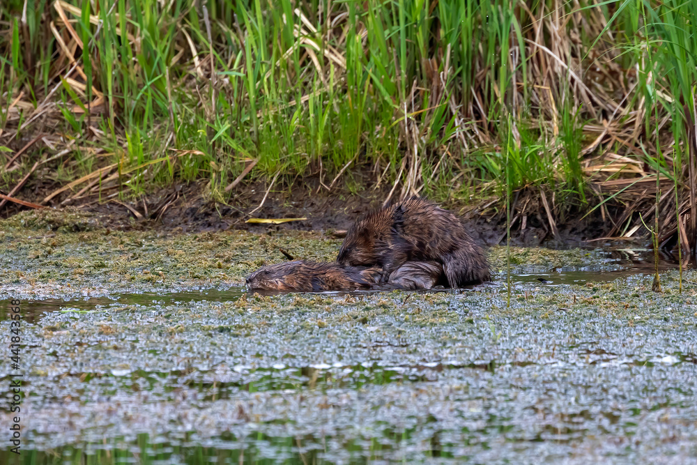 The muskrat (Ondatra zibethicus) at the time of mating. Rodent native to North America. The muskrat (Ondatra zibethicus) at the time of mating. Rodent native to North America.