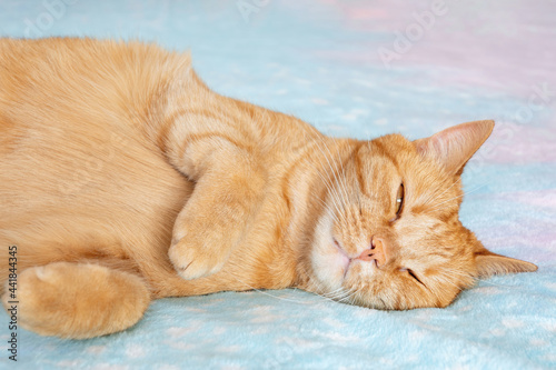 Orange cat sleeps with one eye open on colorful fluffy blanket in bed at home, close up