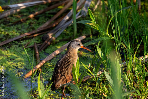 The Virginia rail (Rallus limicola). Natural scene from a marsh in Wisconsin.