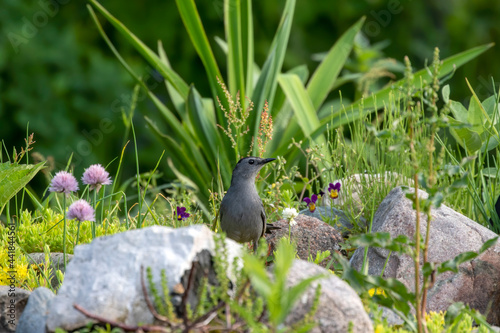 The gray catbird (Dumetella carolinensis) in the park. photo