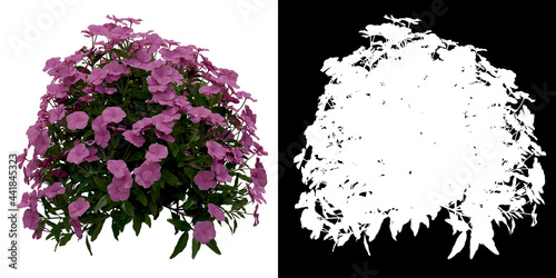 Left view of Catharanthus Roseus Plant PNG with alpha channel to cutout. Render made from 3D model for compositing photo