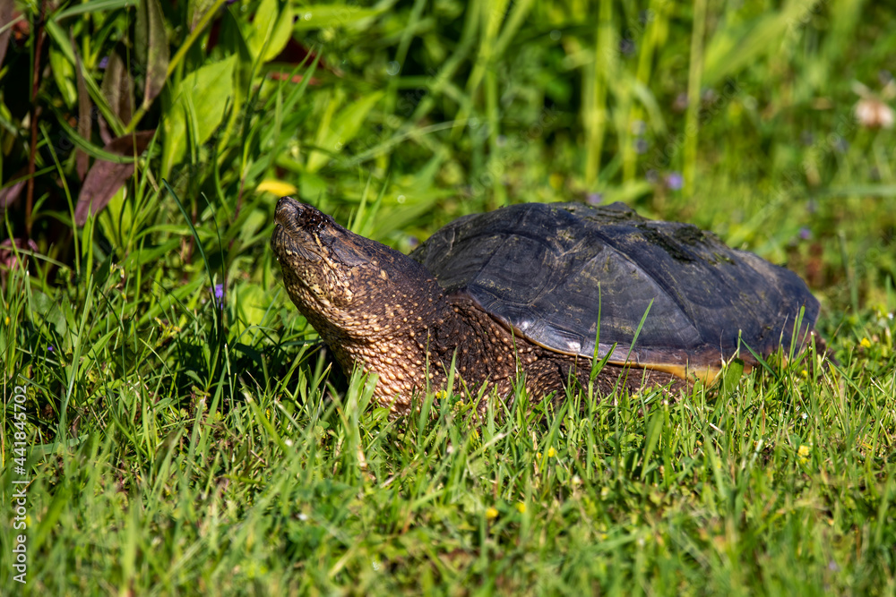 The common snapping turtle (Chelydra serpentina) The common snapping turtle (Chelydra serpentina)