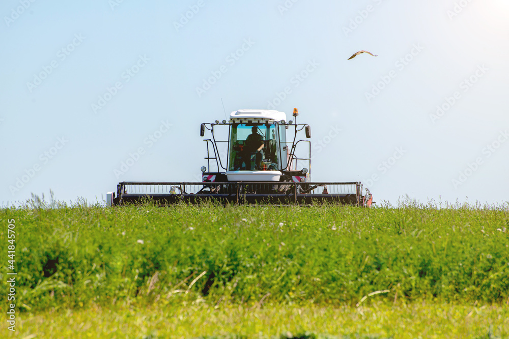 Fototapeta premium preparation of compound feed for cattle by combine harvesters