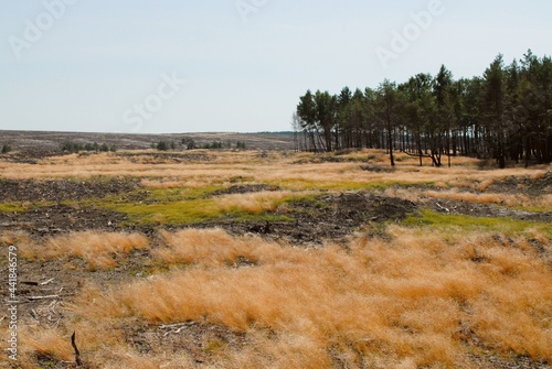 Deforestation  Curonian spit  Lithuania