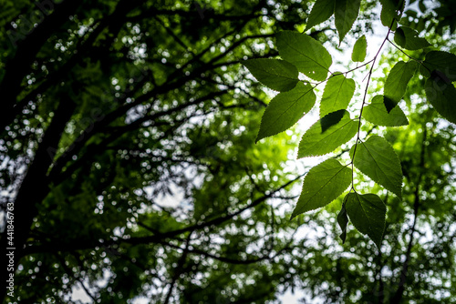 Light shining through the canopy