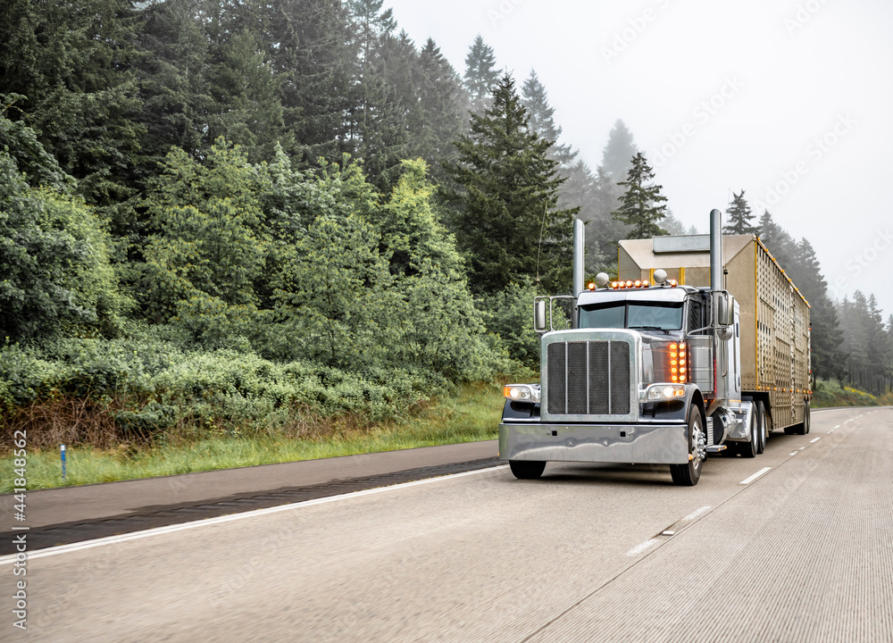 Classic dark gray American bonnet big rig semi truck with turned on headlight running with semi trailer for transporting animals on the foggy green highway road with forest on the side