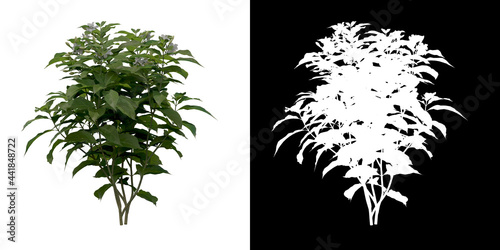 Left view of Tabernaemontana Davaricata Plant PNG with alpha channel to cutout. Render made from 3D model for compositing