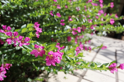 Wallpaper Mural 庭の花々 ピンクのクフェア Torontodigital.ca