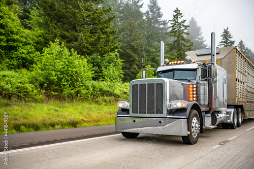 Dark gray classic big rig semi truck with turned on lights transporting semi trailer for transporting animals running on the foggy green highway road