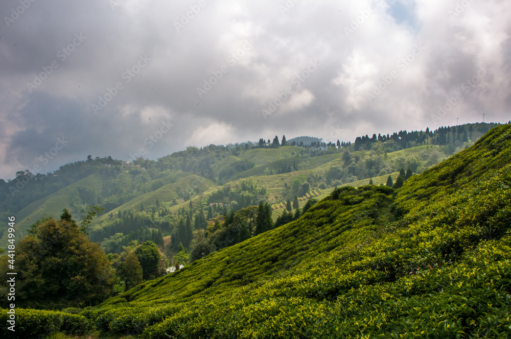 Tea Gardens of Darjeeling, India