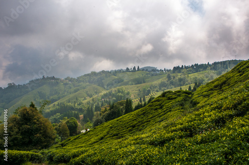 Tea Gardens of Darjeeling, India