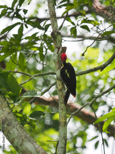 Ivory-billed woodpecker on the tree photo