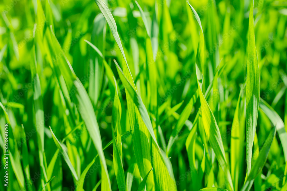 beautiful green grass after mowing, lawn background beautiful green grass after mowing, lawn background