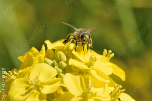 福ふくの里の菜の花と蜜蜂