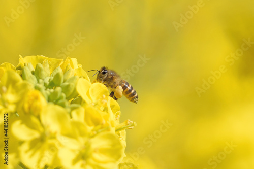 福ふくの里の菜の花と蜜蜂 © Kinapi