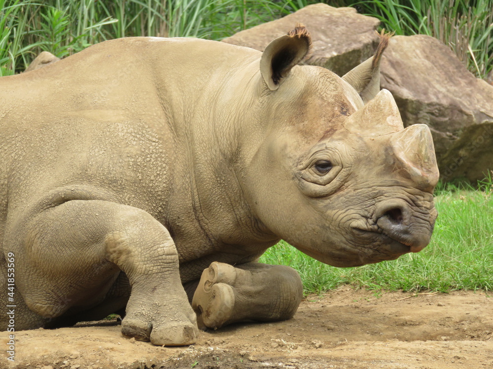 Naklejka premium ヒガシクロサイ