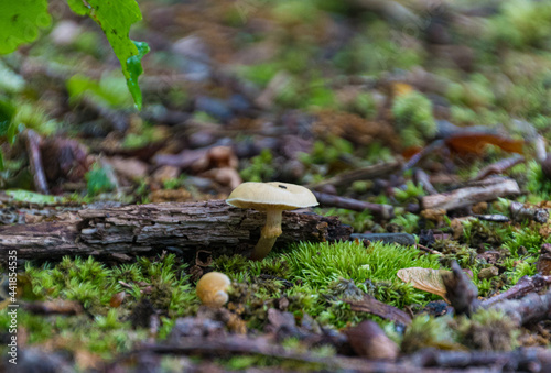 mushroom in the forest
