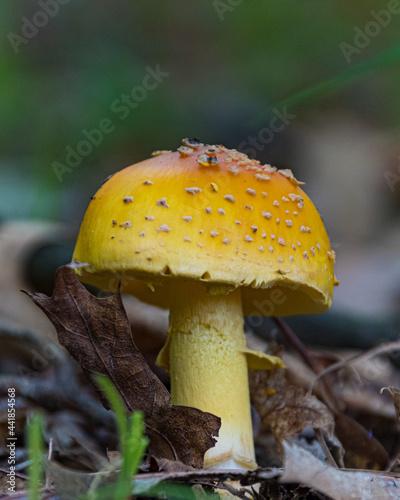 Amanita Flavoconia 