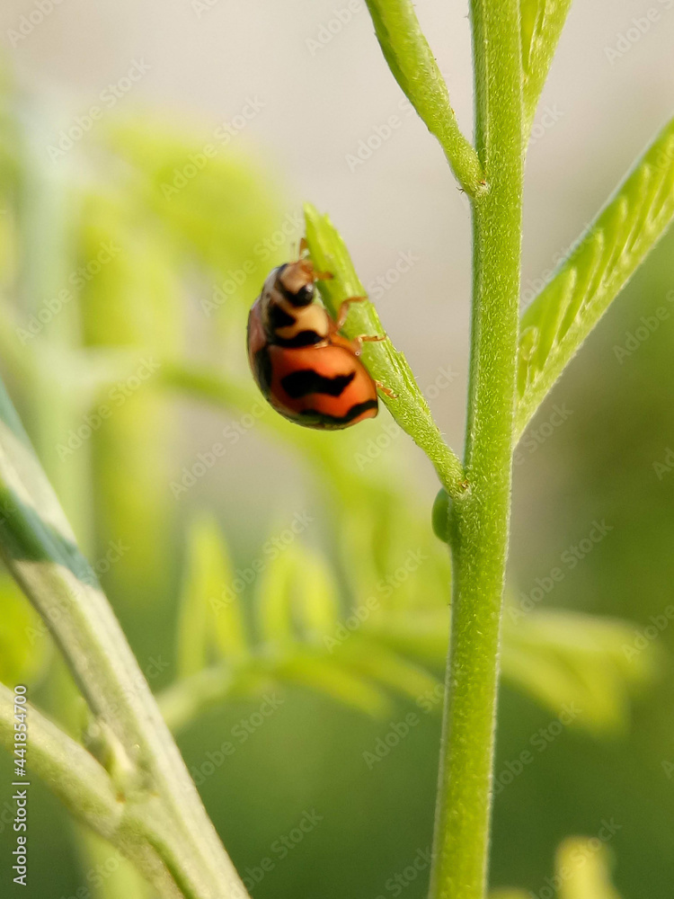 black orange ladybug on a green branch. this picture good for portrait green background. black orange ladybug on a green branch. this picture good for portrait green background.