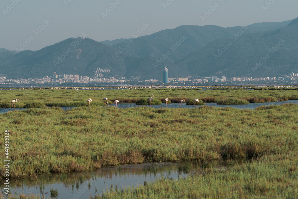 Pink flamingos in their natural environment with drone shooting. Izmir bird paradise - Izmir, Turkey Pink flamingos in their natural environment with drone shooting. Izmir bird paradise - Izmir, Turkey