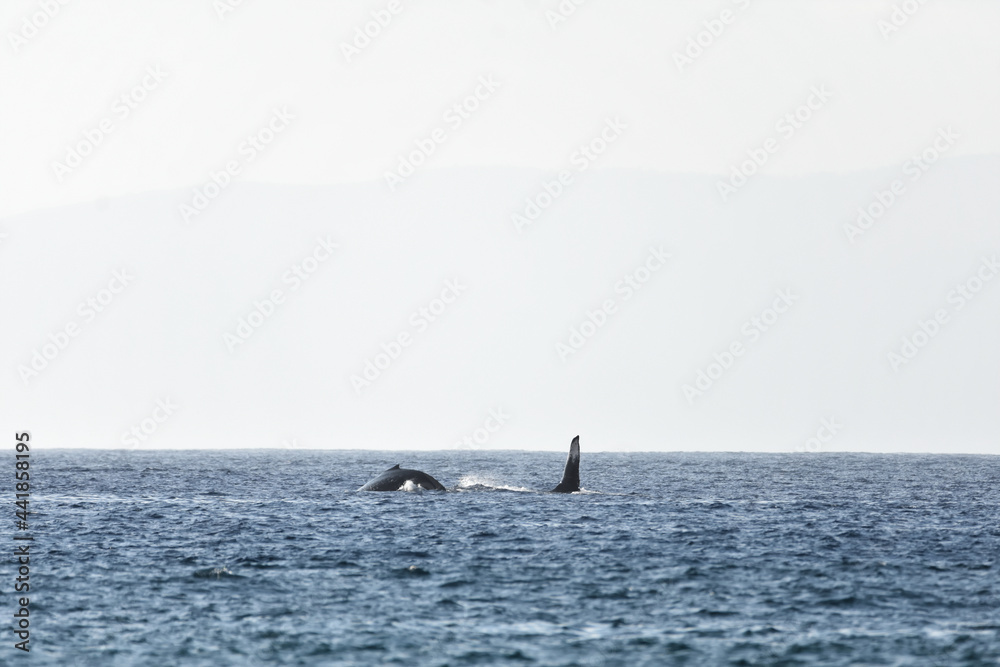 Obraz premium Humpback whale