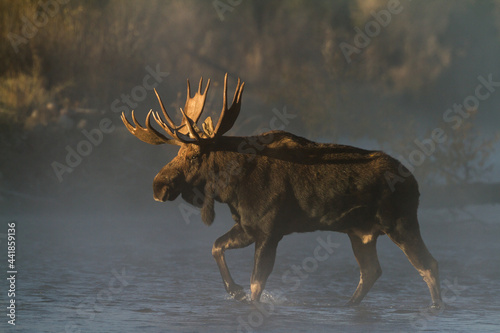 large bull moose crossing river photo