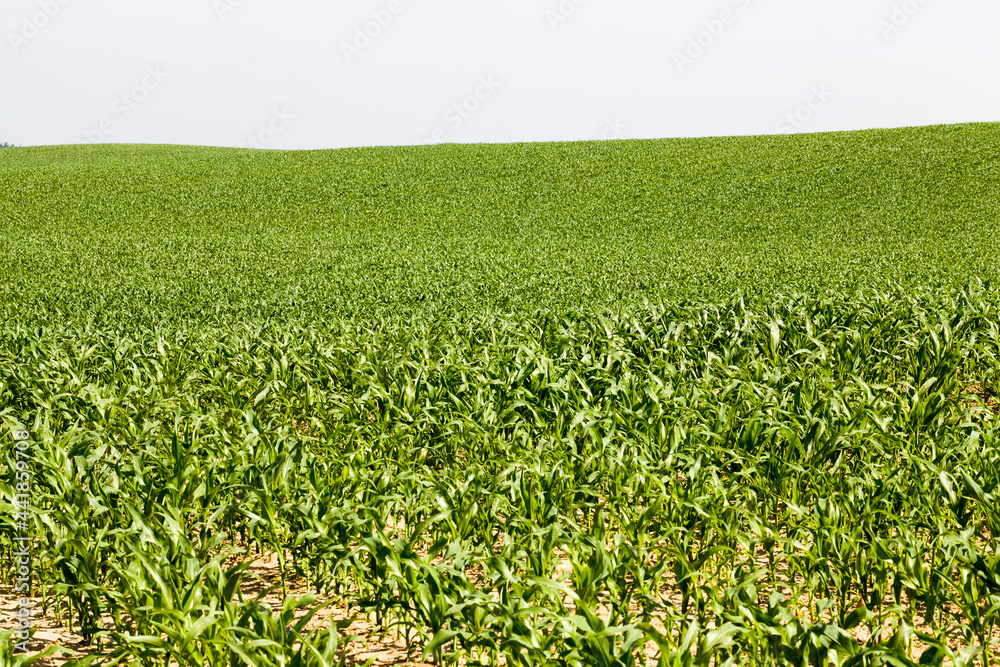 agricultural field where green corn grows , agriculture