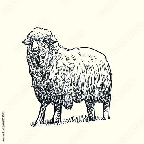 Vintage hand drawn  long wool  sheep