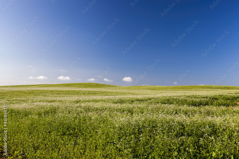 an agricultural field on which crops of cereals an agricultural field on which crops of cereals