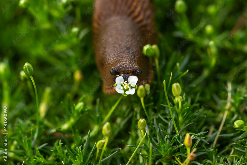 Fototapeta premium A brown slug eating a petal of a flower