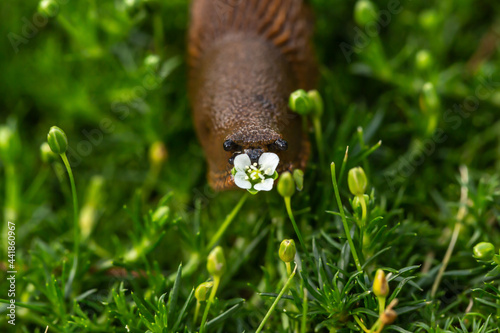 A brown slug eating a petal of a flower