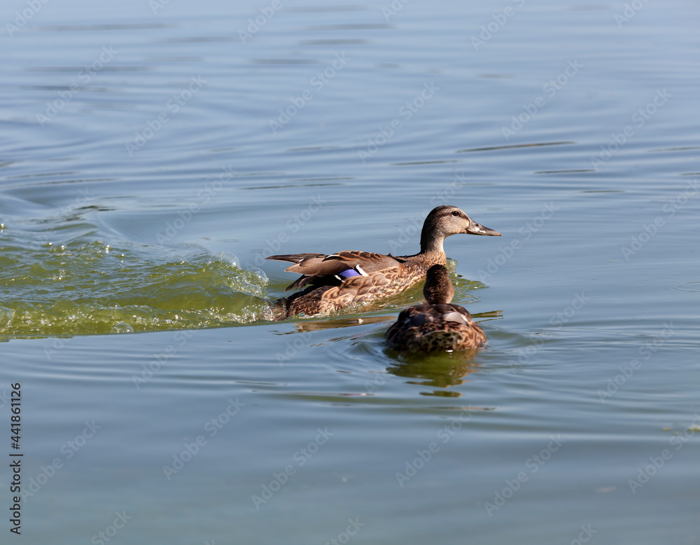waterfowl wild birds ducks in the wild waterfowl wild birds ducks in the wild