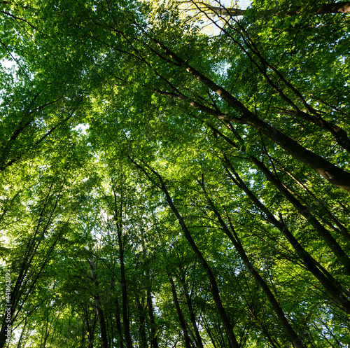 foliage of the trees is illuminated by bright sunlight