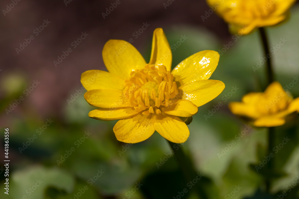 beautiful yellow flowers in the garden beautiful yellow flowers in the garden