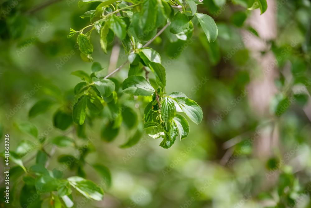 leaves on a tree. leaves on a tree.