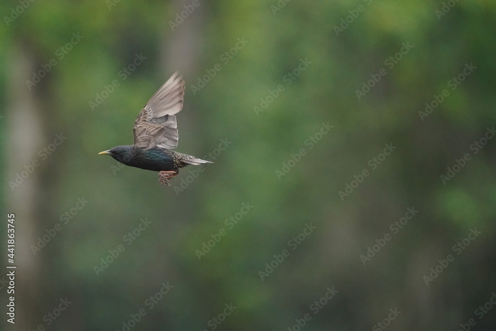 Fototapeta premium Starling flying in woods in summer evening 