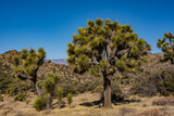 Grouping Of Joshua Trees In Winter