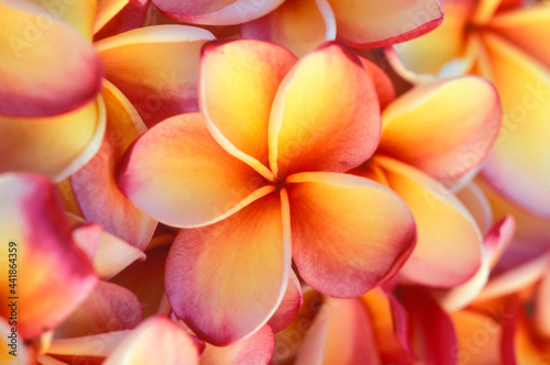 Close-up of frangipani flowers photo