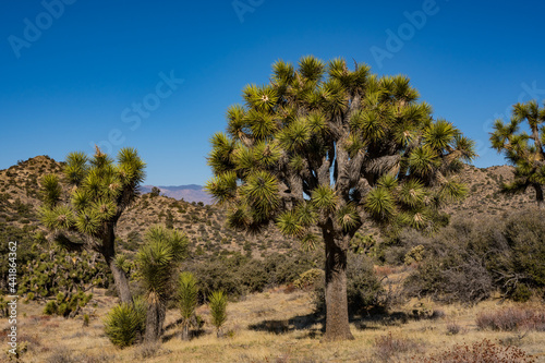 Grouping Of Joshua Trees In Winter