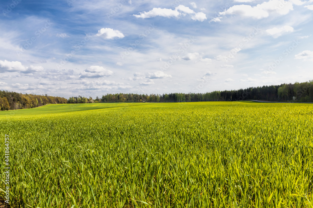 an agricultural field on which crops of cereals an agricultural field on which crops of cereals
