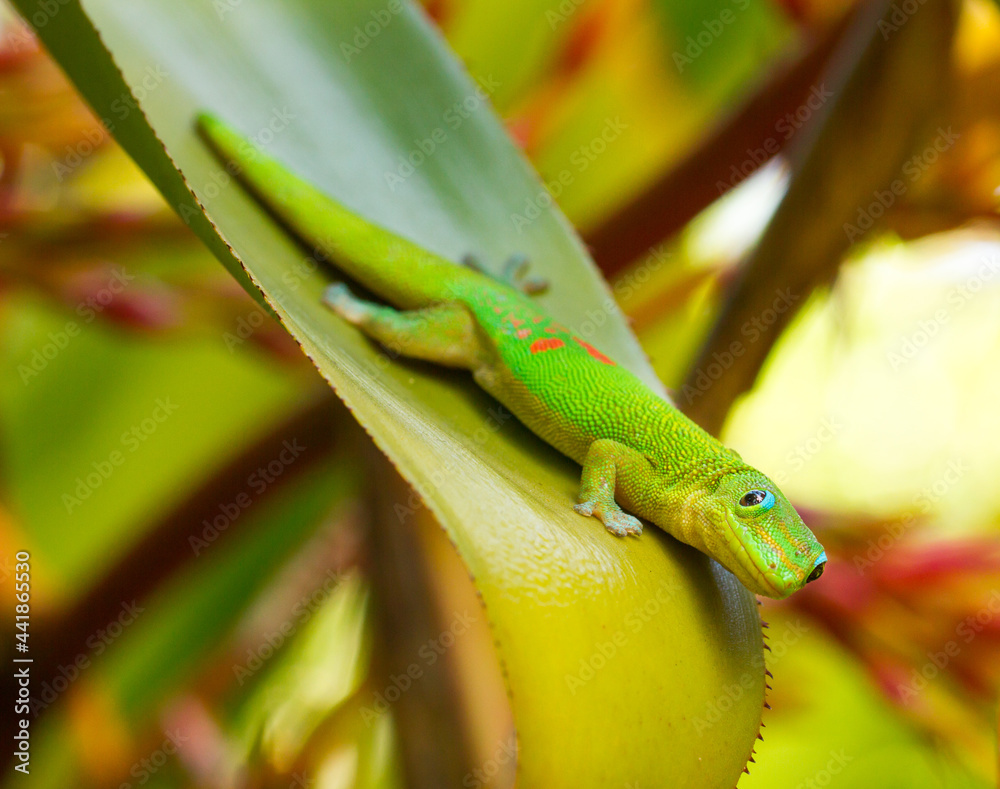 Gold Dust Day Gecko on Bromeliad Leaf Looking At You
