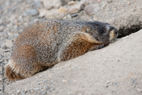 Marmot with brown, beige, black fur and black eyes on a grey sandy and rocky ground in the Rocky Mountains in Colorado during summer time