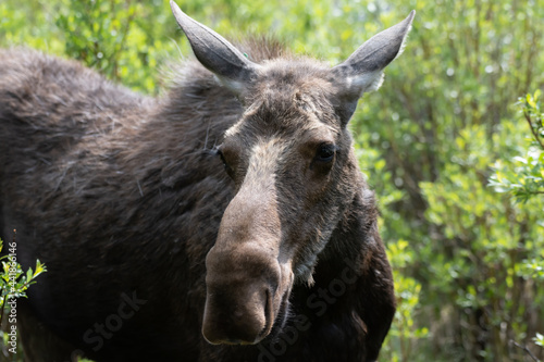 Big brown moose grazing between green bushes in the forest in the Rocky Mountains in Colorado  
