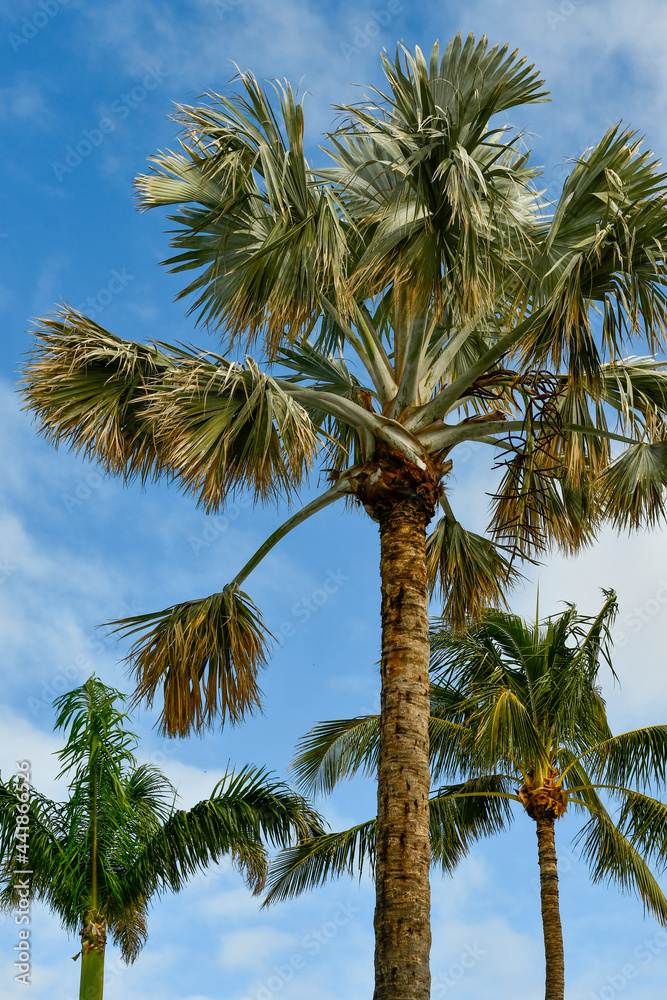 palmier sous de soleil calédonien