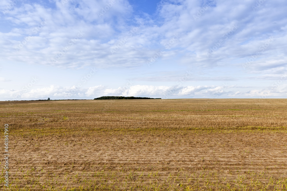 an agricultural field on which crops of cereals