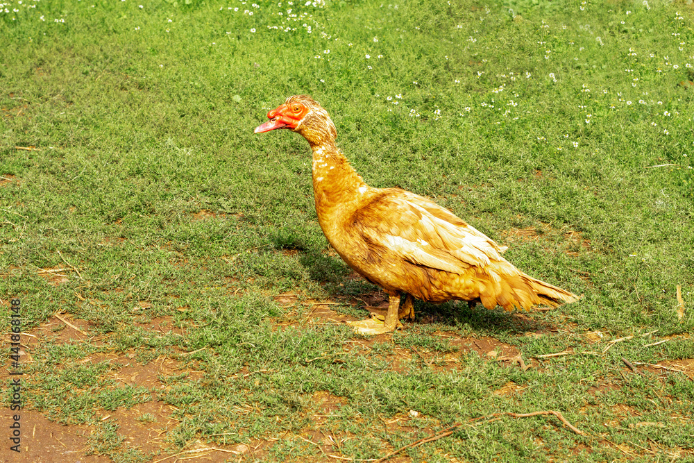 Fototapeta premium Muscovy Duck, Cairina moschata domestica. A duck drake stands in a green meadow.A large species of ducks, wild populations of which are common in Mexico and South America.