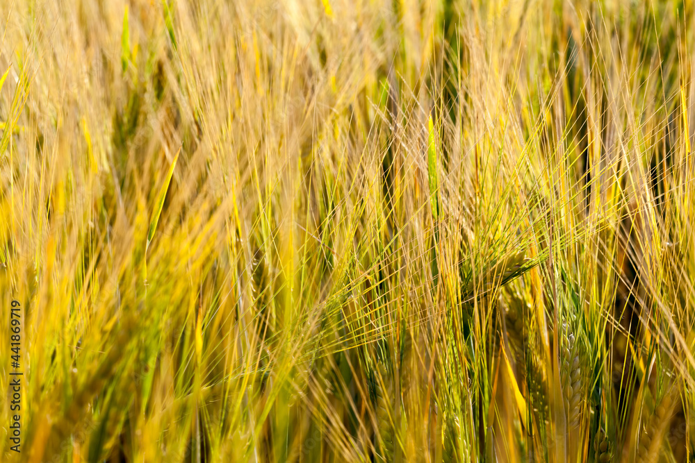 an agricultural field sown with unripe wheat cereals an agricultural field sown with unripe wheat cereals
